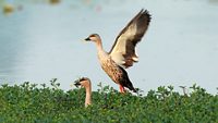 nawabganj-bird-sanctuary-lucknow-uttar-pradesh-4-attr-hero