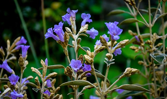 Strobilanthes kunthianus or commonly known as neelakurinji that blooms only once in 12 years