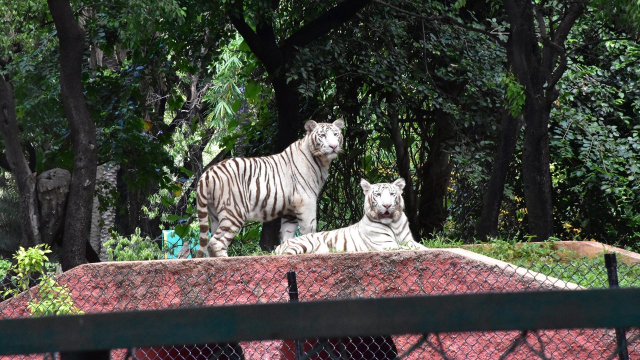 nehru-zoological-park-hyderabad-telangana-3-attr-hero