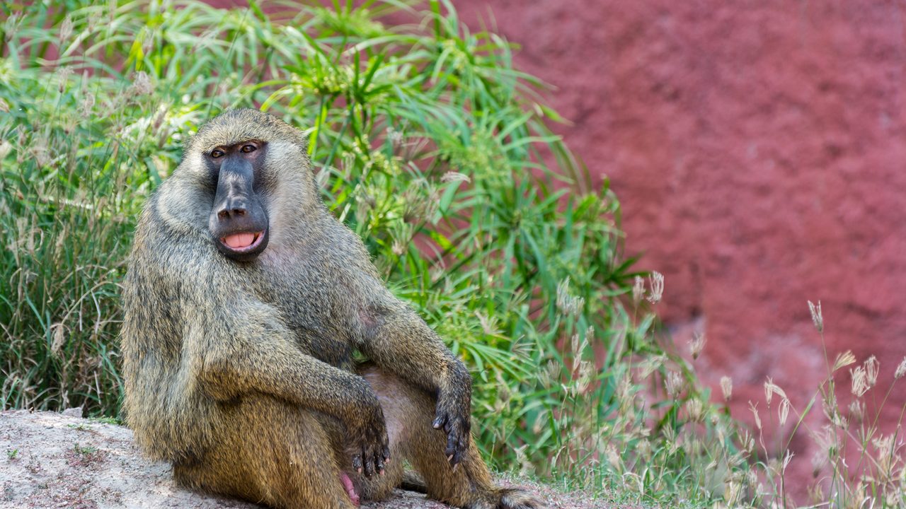 The olive baboon ( Papio anubis ), also called the Anubis baboon , sitting in the Nehru Zoological Park, Hyderabad, India.