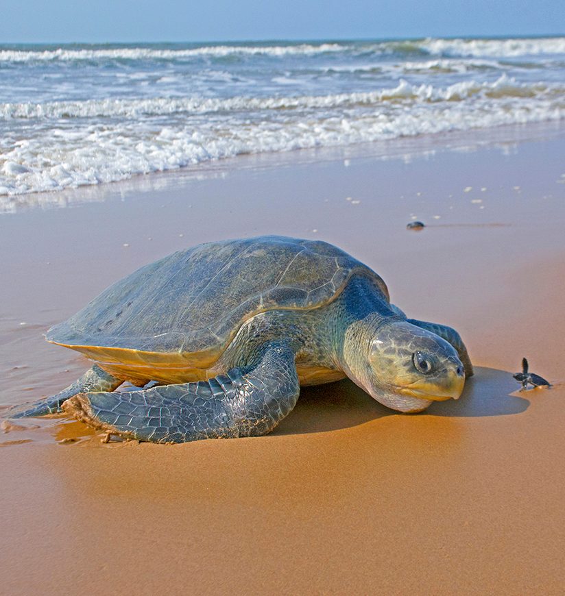 olive ridley sea turtle, Lepidochelys olivacea, vulnerable species, adult and hatchling face-to-face, Padampeta Beach, Rushikulya Rookery, Odisha, India 
