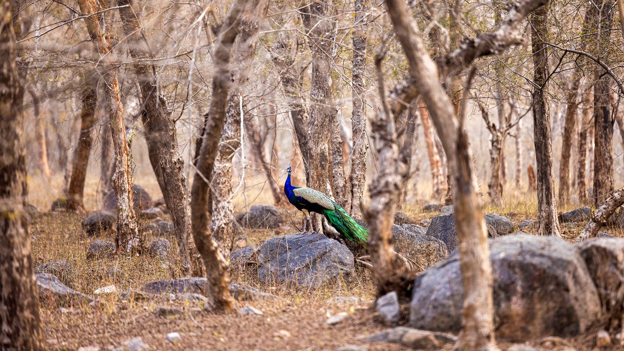 orchha-wildlife-sanctuary-orchha-madhya-pradesh-2-attr-hero