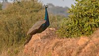 orchha-wildlife-sanctuary-orchha1-mp-attr-hero