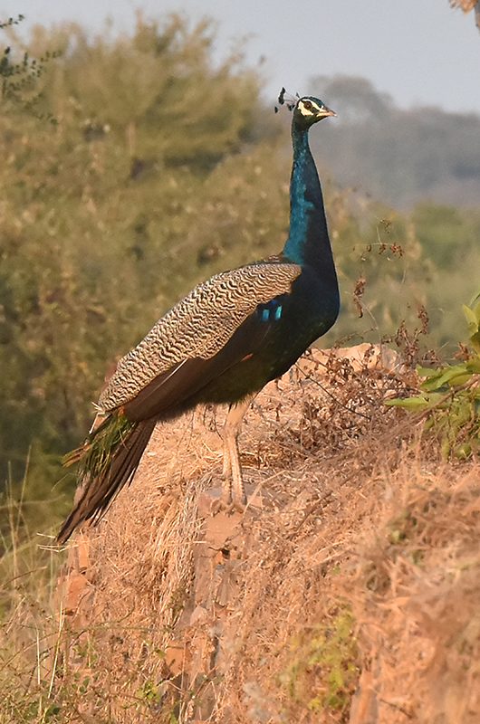 orchha-wildlife-sanctuary-orchha1-mp-attr-nearby