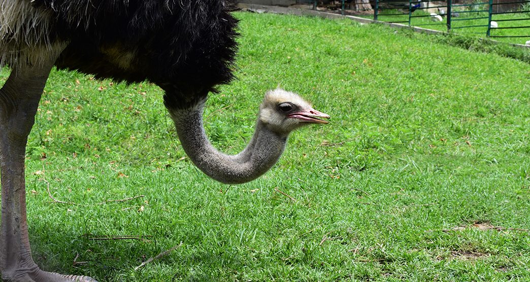 ostrich in the zoo