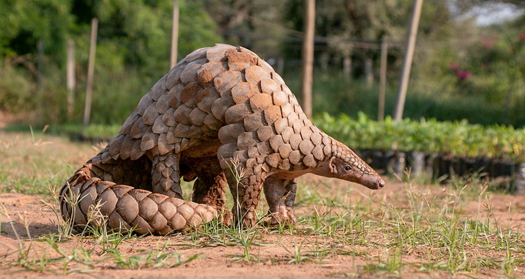 Indian Pangolin or Anteater (Manis crassicaudata) one of the most trafficked wildlife species