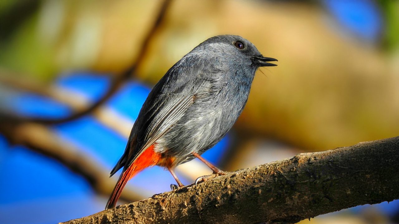 pangot-and-kilbury-bird-sanctuary-nainital-uttarakhand-2-attr-hero
