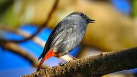pangot-and-kilbury-bird-sanctuary-nainital-uttarakhand-2-attr-hero