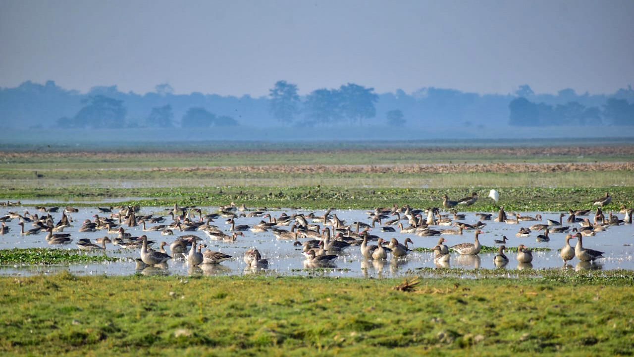 panidehing-wildlife-sanctuary-sivasagar-assam-2-attr-hero