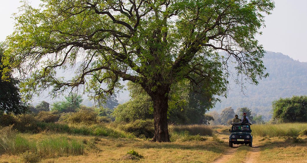 Panna-National-Park