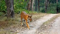 Bengal Tiger (Panthera tigris tigris) Coming out of the Forest. Kanha National Park, India