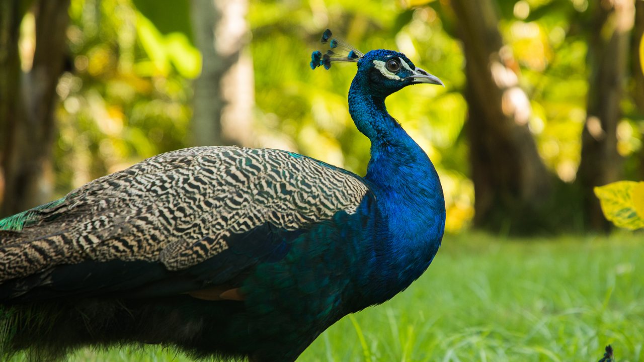 male peacock stands on the grass