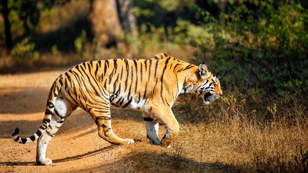 Bengal Tiger (Panthera tigris tigris) Walking. Pench National Park, India