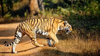 Bengal Tiger (Panthera tigris tigris) Walking. Pench National Park, India