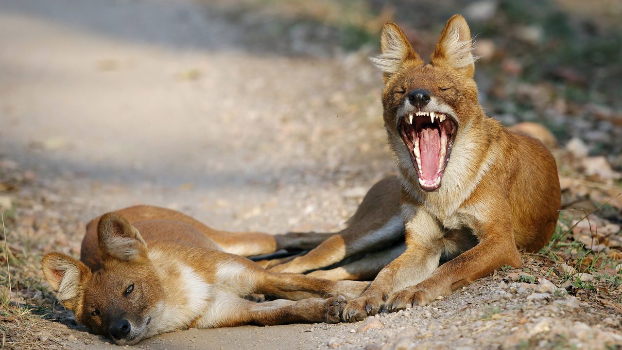Asiatic wild dogs