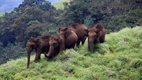 periyar-wildlife-sanctuary-munnar