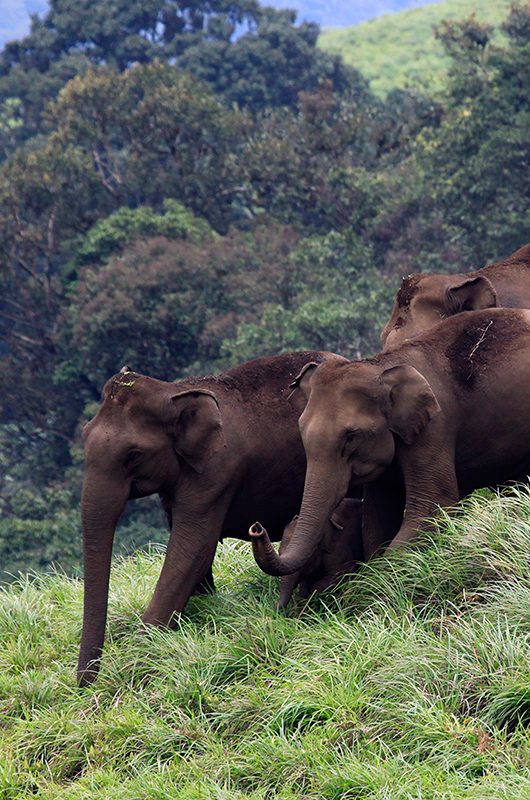 periyar-wildlife-sanctuary-munnar-kerala-1-attr-nearby