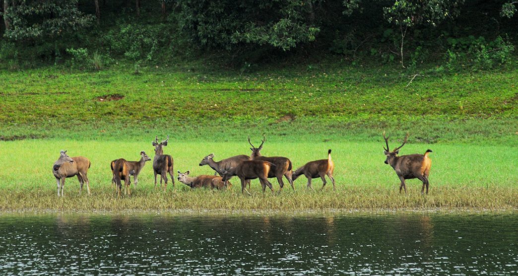 Periyar-National-Park,-Periyar-Tiger-Reserve--Periyar-Wildlife-Sanctuary