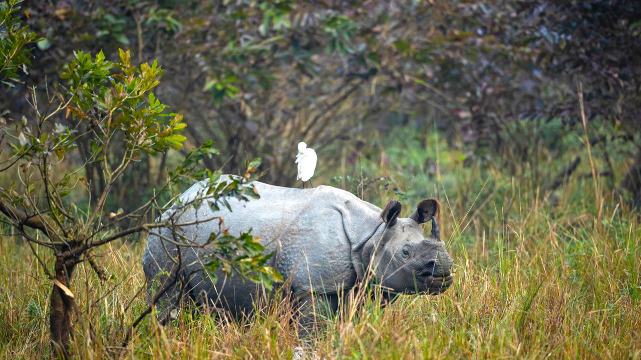 pobitora-wildlife-sanctuary-dispur-assam-1-attr-hero