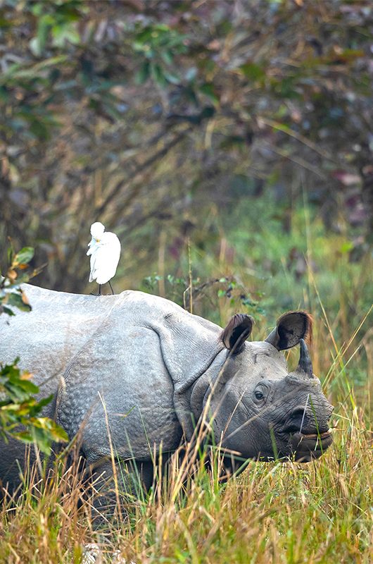 pobitora-wildlife-sanctuary