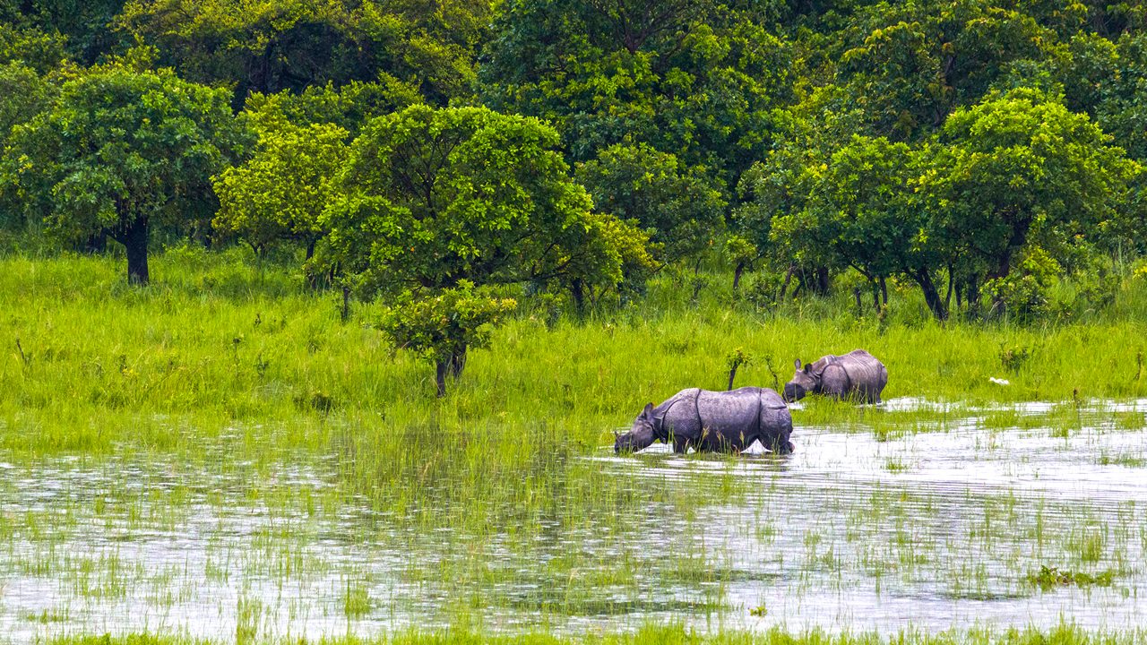 pobitora-wildlife-sanctuary-dispur-assam-2-attr-hero