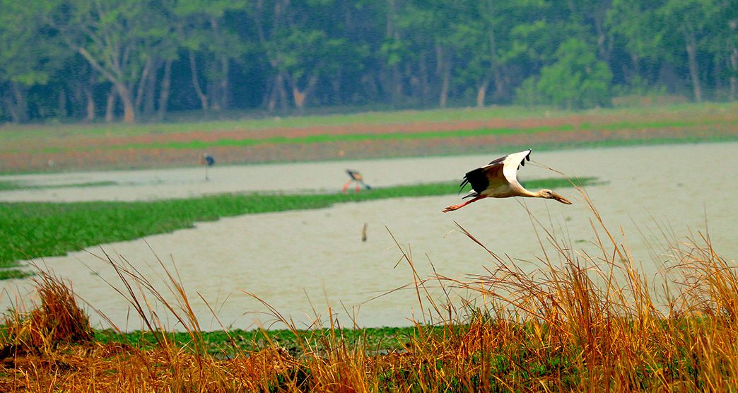 Pobitora-Wildlife-Sanctuary