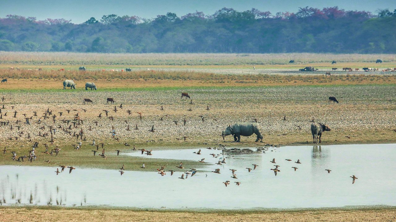 pobitora-wildlife-sanctuary-guwahati-dispur-assam-4-attr-hero