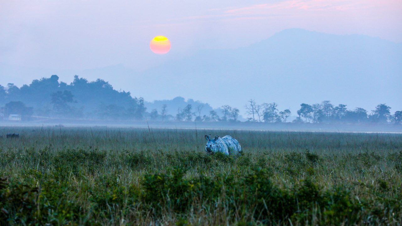 pobitora-wildlife-sanctuary-guwahati-dispur-assam-musthead-hero