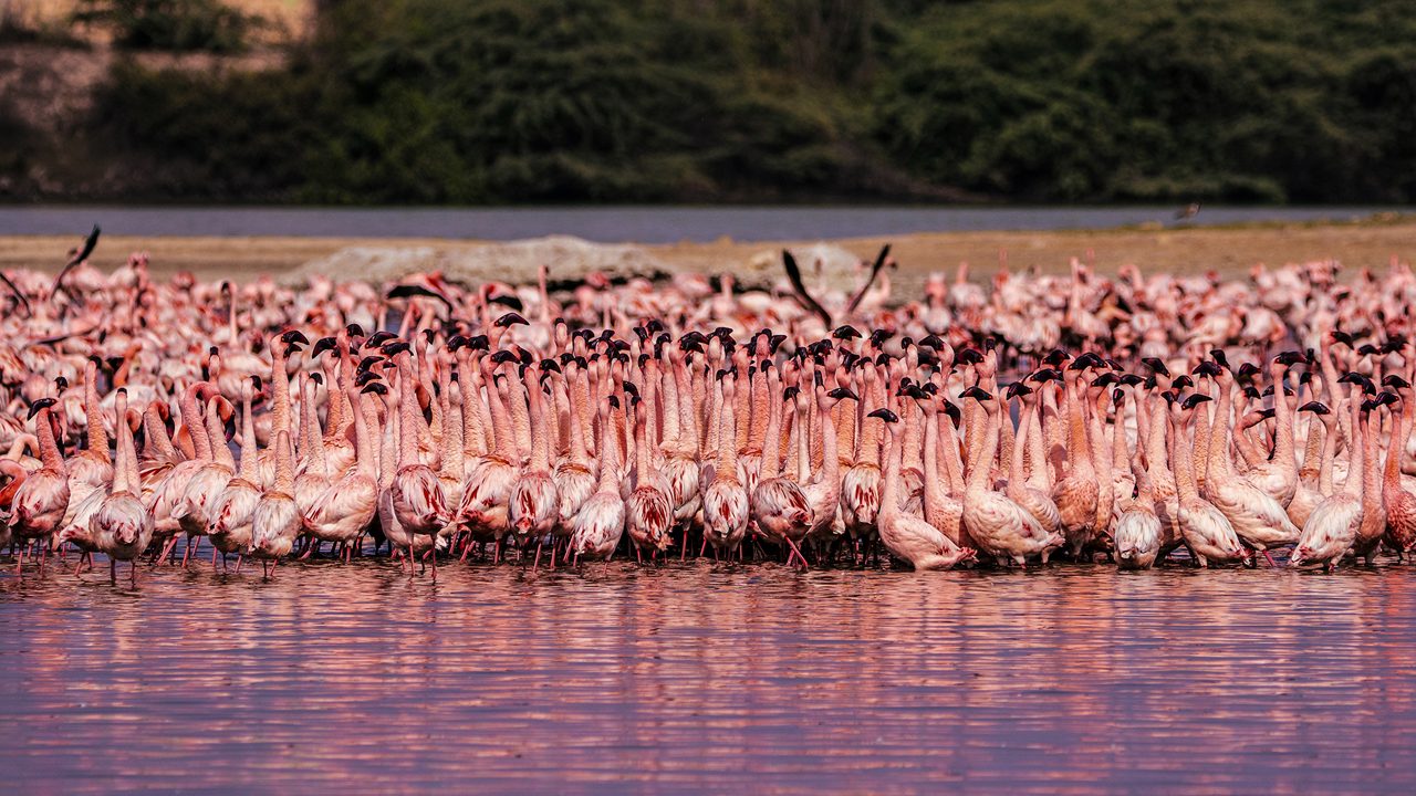 A large group of Leisure Flamingos are seen sitting in the waters of Mokar Sagar Wetland, Date and Place of Photo Taken, 2022 Porbandar Bird Sanctuary.Gujarat