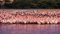 A large group of Leisure Flamingos are seen sitting in the waters of Mokar Sagar Wetland, Date and Place of Photo Taken, 2022 Porbandar Bird Sanctuary.Gujarat