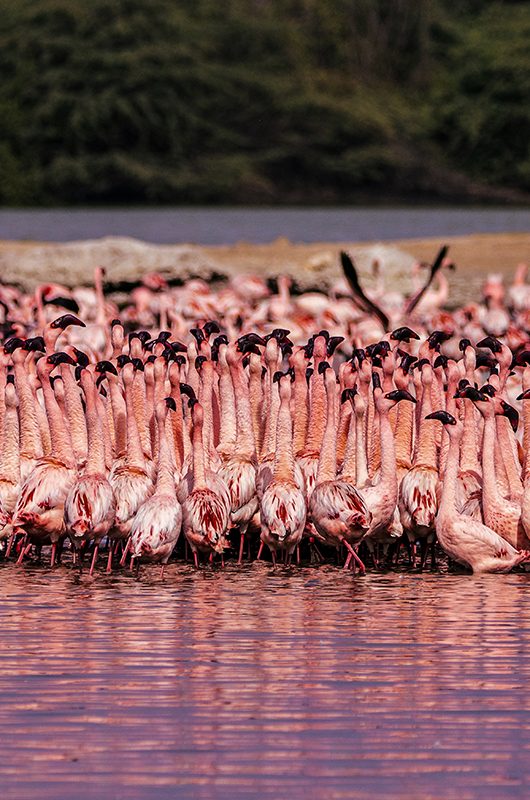 A large group of Leisure Flamingos are seen sitting in the waters of Mokar Sagar Wetland, Date and Place of Photo Taken, 2022 Porbandar Bird Sanctuary.Gujarat