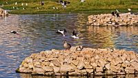 Spot-billed ducks (Anas poecilorhyncha) and Black-wigned stilts (Himantopus himantopus) in Porbandar bird sanctuary