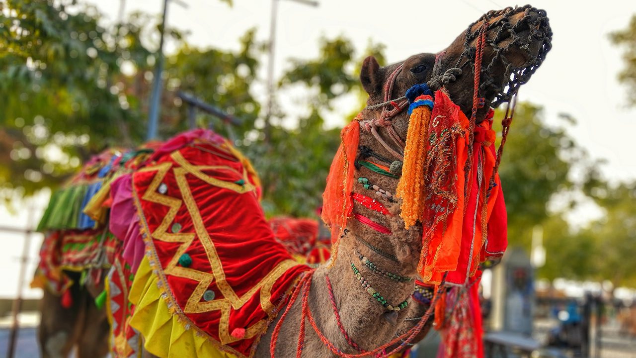 camel of india