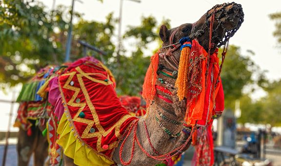 camel of india