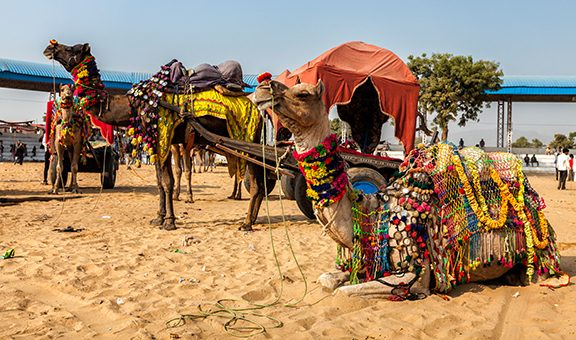 Decorated camels at the annual Pushkar Camel Fair (Pushkar Mela). Pushkar, Rajasthan, India