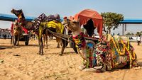 Decorated camels at the annual Pushkar Camel Fair (Pushkar Mela). Pushkar, Rajasthan, India