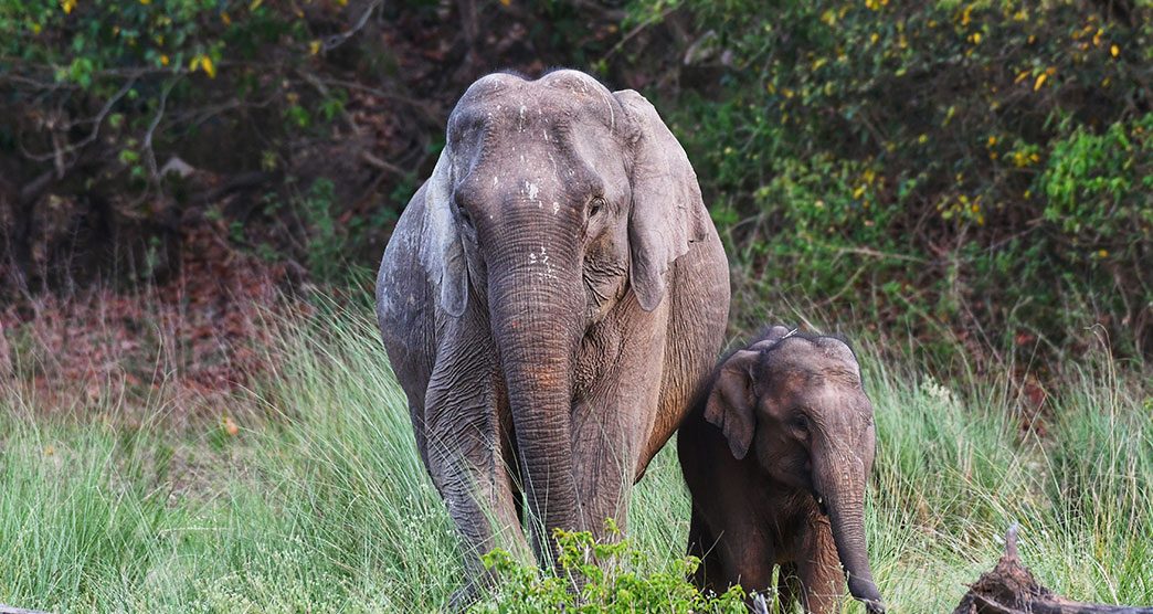 Rajaji-National-Park