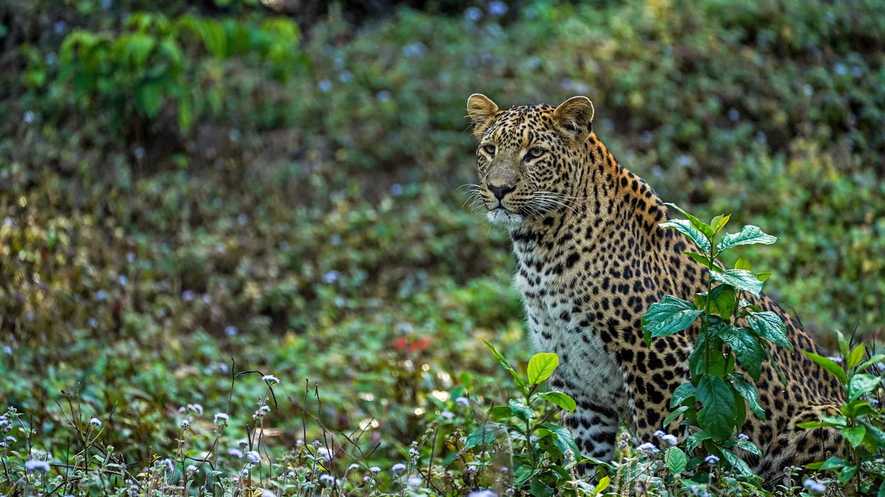 rajaji-national-park-dehradun-uttarakhand-2-attr-hero