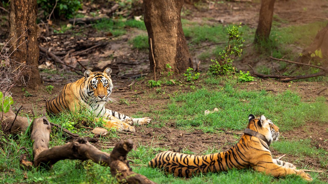 wild bengal tigers or a mating pair with radio collared in naural green trees background after reintroducing tiger under project tiger program at sariska national park or forest rajasthan india