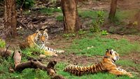 wild bengal tigers or a mating pair with radio collared in naural green trees background after reintroducing tiger under project tiger program at sariska national park or forest rajasthan india