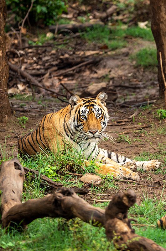 wild bengal tigers or a mating pair with radio collared in naural green trees background after reintroducing tiger under project tiger program at sariska national park or forest rajasthan india