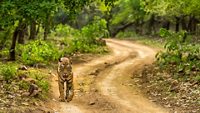 wild adult bengal male tiger or panthera tigris tigris walking on forest track in natural scenic green background at ranthambore national park tiger reserve sawai madhopur rajasthan india asia
