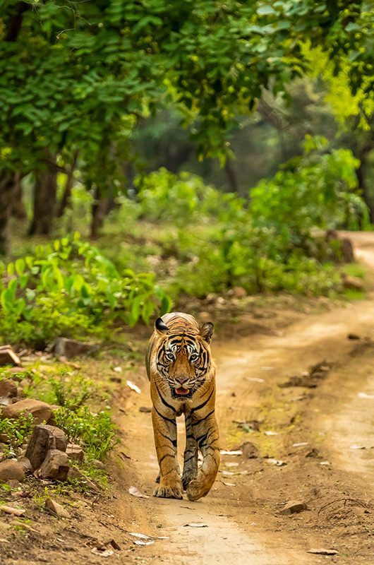 wild adult bengal male tiger or panthera tigris tigris walking on forest track in natural scenic green background at ranthambore national park tiger reserve sawai madhopur rajasthan india asia