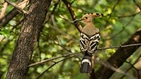 ranthambore-national-park-bharatpur-rajasthan-2-attr-hero