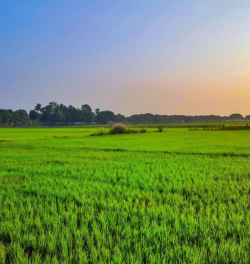 Grown crops in paddy field during early morning sunrise