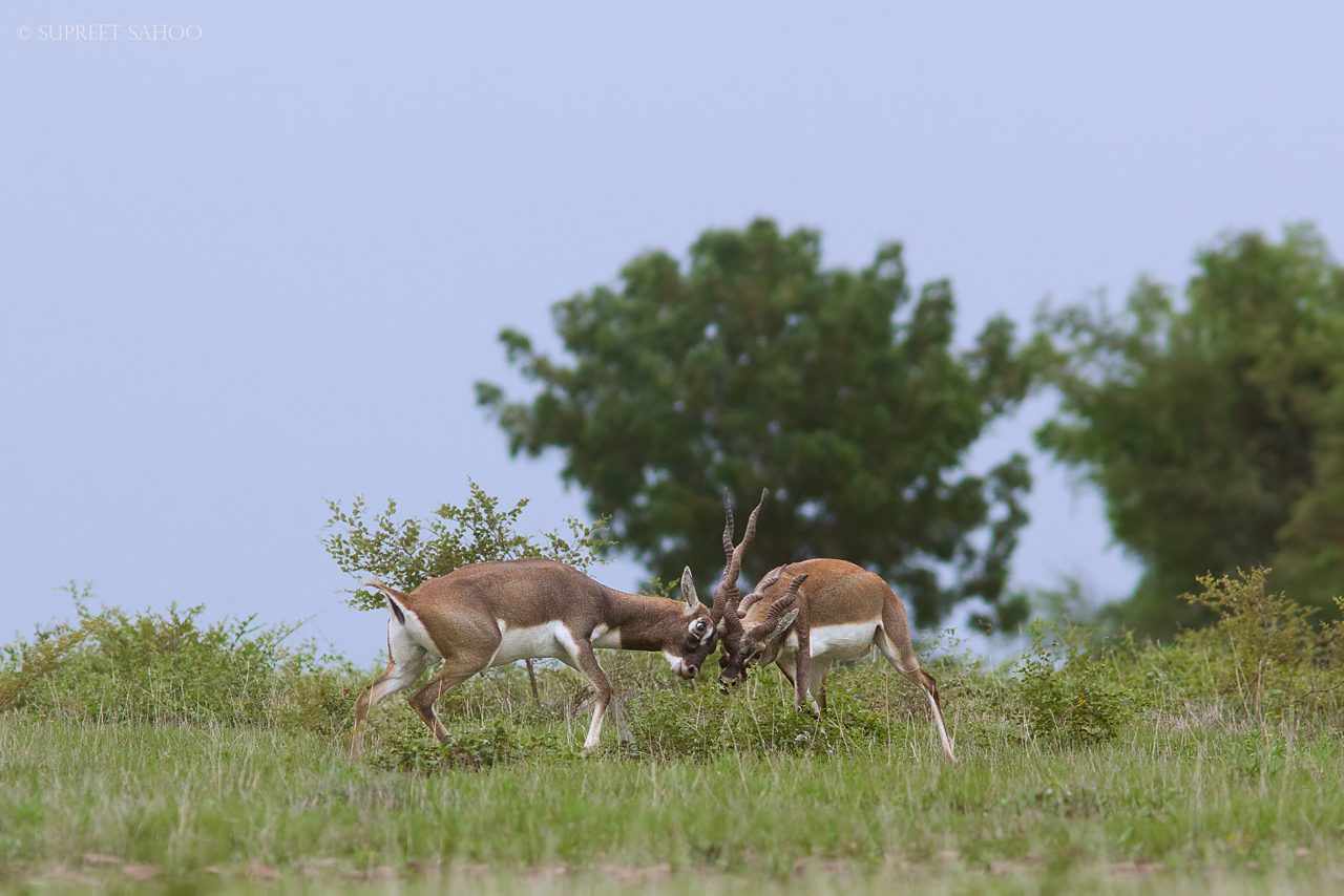 Rollapadu-Wildlife-Sanctuary