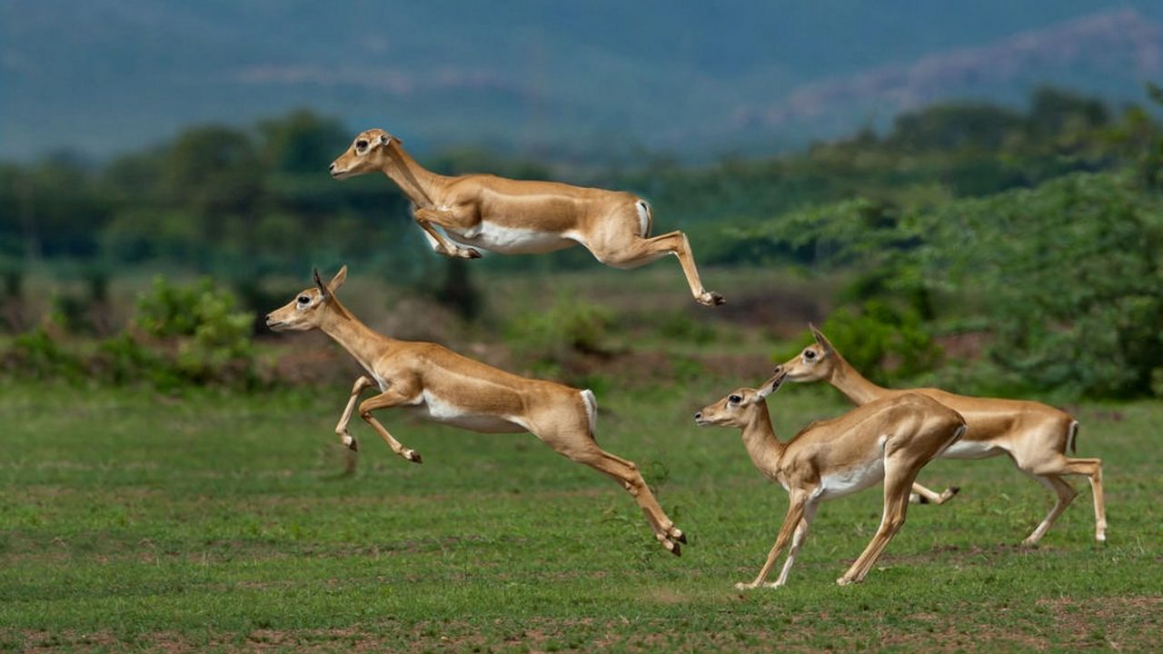 rollapadu-wildlife-sanctuary-kurnool-andhra-pradesh-1-attr-hero