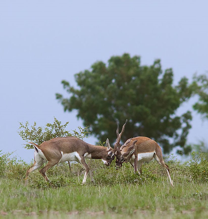 rollapadu-wildlife-sanctuary-kurnool-city-ff