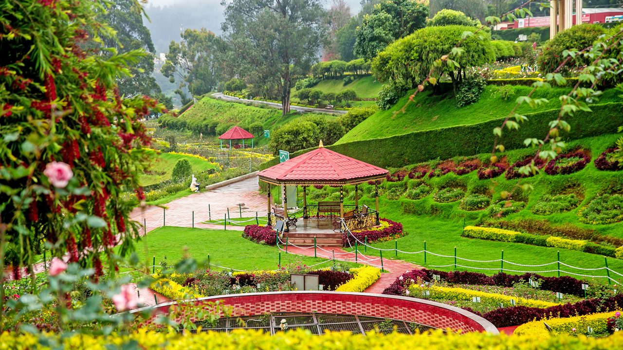 Magnificent rose garden in Ooty, India