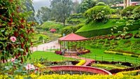 Magnificent rose garden in Ooty, India